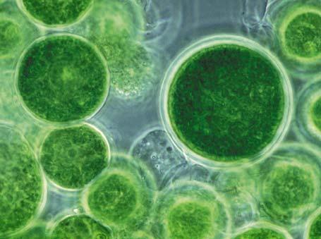 Developing Next Generation or Advanced Bio-energy Fuels Biodiesel from algae Microalgae with up to 50% lipid content are cultivated in photo-bioreactors or open ponds