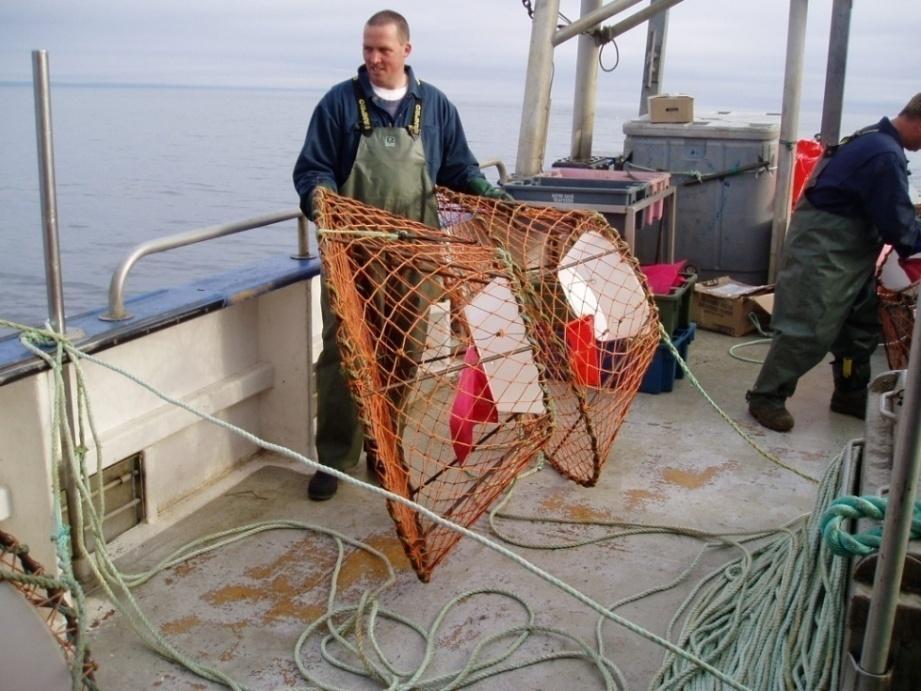 A it comprison study in the Newfoundlnd nd Lrdor snow cr (Chionoecetes opilio) fishery: does Atlntic herring stnd chnce ginst squid? Prepred y: Scott M.