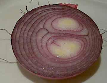 Survivability onion spall liner = composite structure