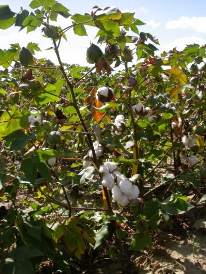 2016 Cotton Insect Pest