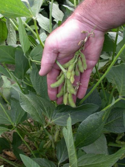 2016 Soybean Insect Pest