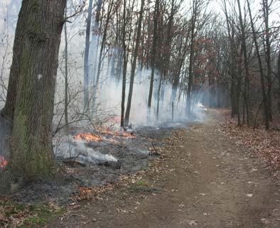 Category: Aquatic and Terrestrial Project: Prescribed Burn at Busse Woods Project #: 06-04B 15 October-06 December-09 Prescribed burn at Busse Woods.