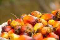 Corporate milestones Commenced palm oil business in West Kalimantan Hak Guna Usaha for another 10,602 ha Entered Cooperation Agreements under the Plasma Programme in 1996 and 2000 Completed mill with