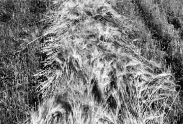 Flax (1.0 t/ha). Uniformity: Windrows were uniform in most crops.