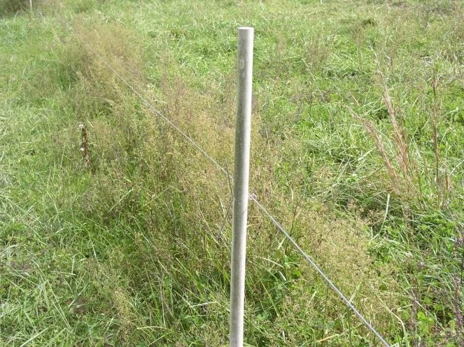 Line Posts Composite Posts Pros Cons No need for insulator Self insulating Good for multi-strand Can be difficult