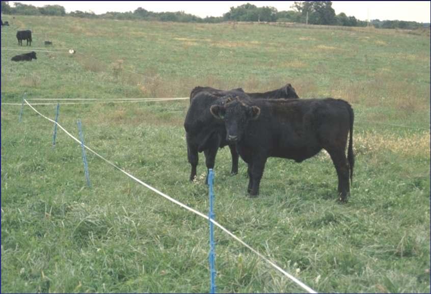 grazing systems?
