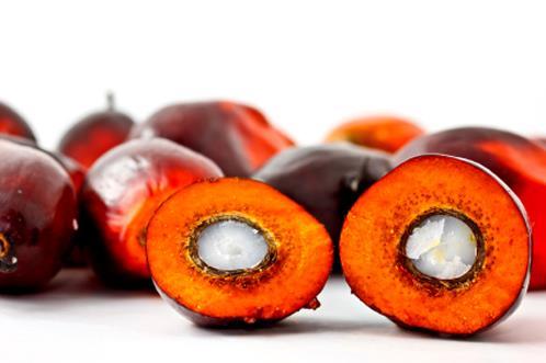 Ferrero International: A Leader in Palm Oil Sustainability The 2016