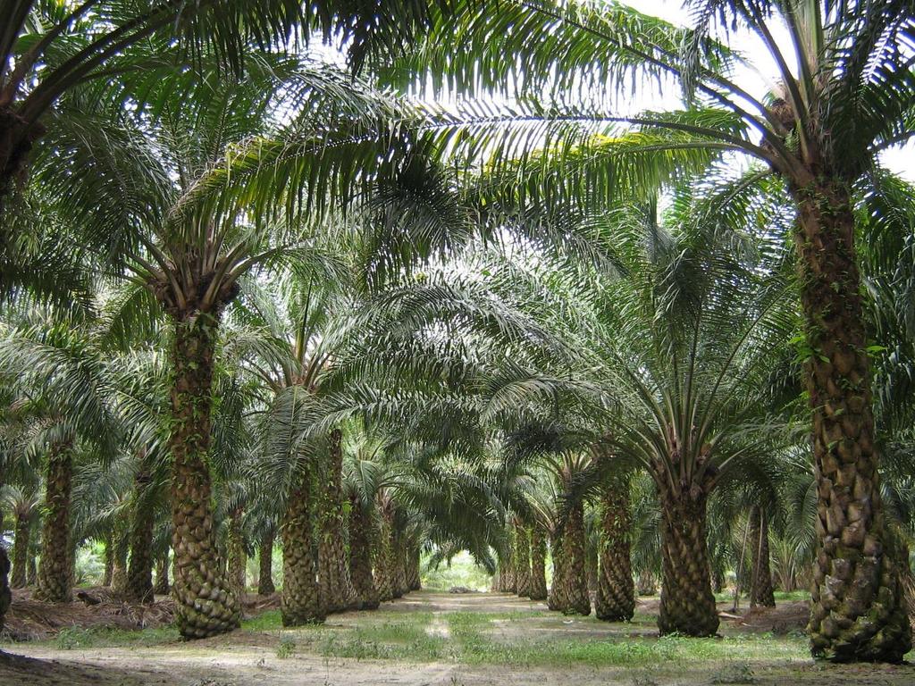 Ferrero Commitment to Palm Oil Sustainability Source ONLY palm