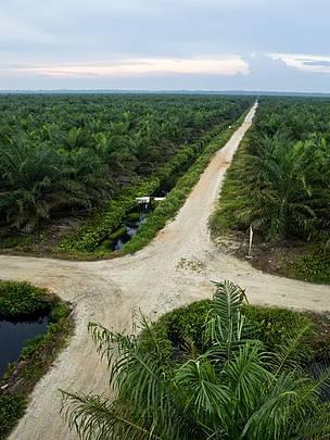 Key Milestones on Our Journey To Sustainable Palm Oil Step 1: RSPO Step 2: Ferrero Palm Oil
