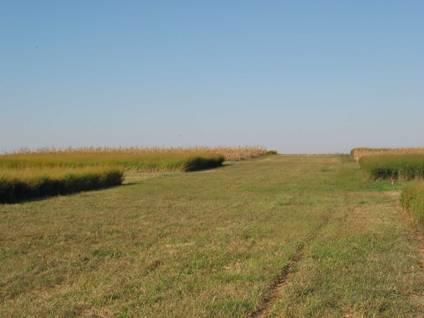 Long-term Carbon Sequestration Study- Corn & Switchgrass, Mead, NE Experiment established in eastern NE in 1998. Compare switchgrass to no-till corn.
