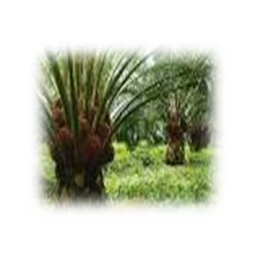 Product Mesocarp fiber Palm Oil Mill Product Oil Palm