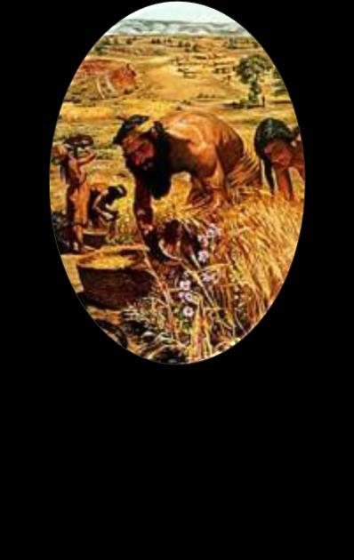 wheat harvesting 1660 -