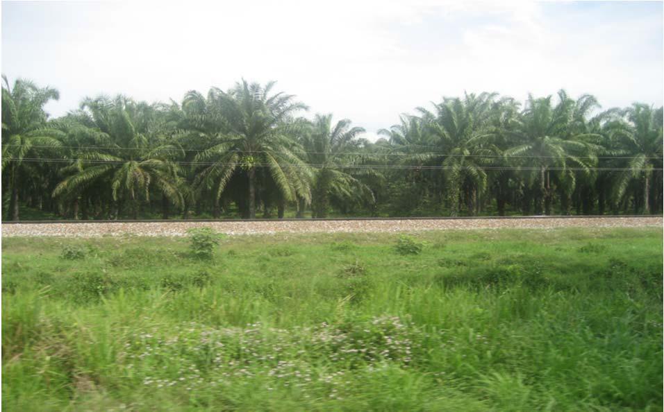 seed Palm oil and other