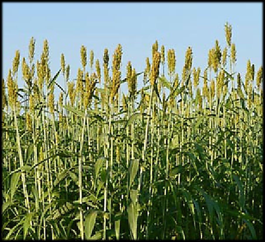 Sweet Sorghum Annual Juice syrup Seeds starch Stalks biomass