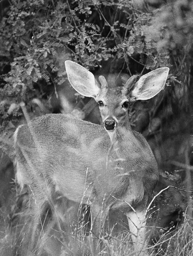 Deer White-tailed deer distribution Bob Miles uncommon. Unlike mule deer, white-tailed deer rarely form herds, and most observations are of fewer than six animals.