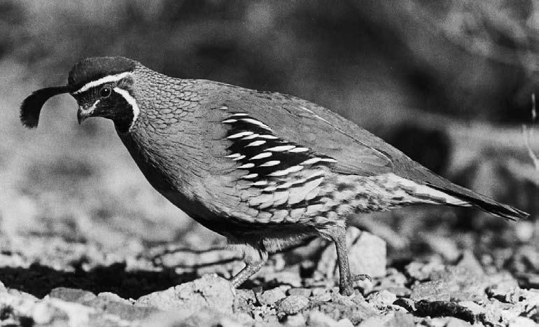 Small Game Quail Arizonans have the privilege of hunting three species of quail four, if the few California quail found along the Little Colorado River drainage in Apache County are included.