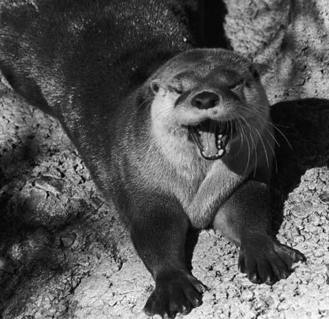Furbearers Otter in natural shelters under rocks, logs, flood debris, or in river banks. Litter sizes vary, but usually consist of two or three pups.