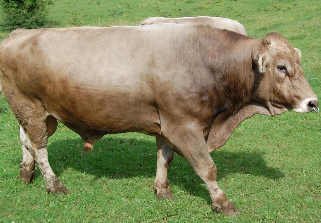 7 Slika 4: Bik rjave pasme (foto: A. Meden) 2.1.3 Preživitvena sposobnost in dolgoživost krav Dolgoţivost krav je odvisna od pasme.