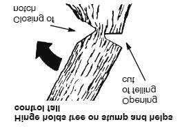 lengths from the nearest person or other objects. Engine noise can drown out a warning call. Remove dirt, stones, loose bark, nails, staples, and wire from the tree where cuts are to be made.