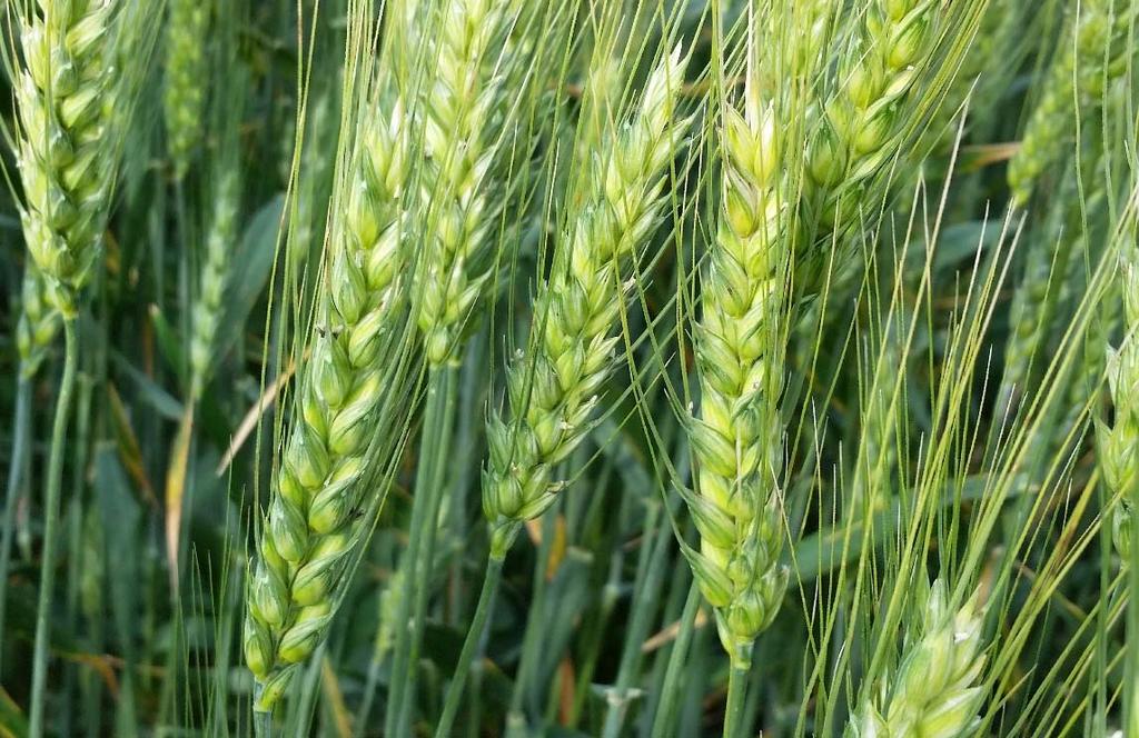 Wheat Quality Council Hard Spring Wheat Technical