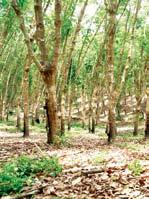 Higher Fresh Fruit Bunches (FFB) productivity of 97,939 metric tonnes in 2006 against 90,960 metric tonnes in 2005 and strong rebound in rubber prices had contributed to an improvement of the