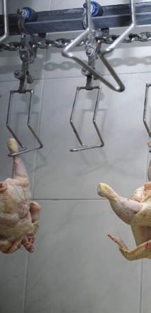 0.12 in POULTRY INDUSTRY SANITATION PRODUCTS ALKALINE CLEANERS (continued) FS Z-Chlor Low-foaming, chlorinated, circulation cleaner 244335: 5 gal I 244350: 20 gal I 244385: 55 gal I 244389: 275 gal