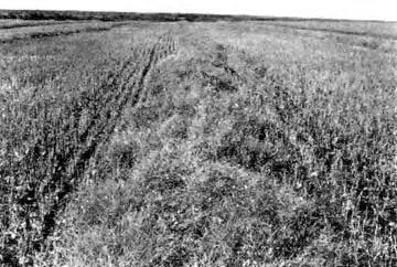 The build-up of crop material on the draper was hit by the reel, giving the windrow an uneven appearance.