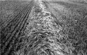 Cutting parallel to the direction of lean usually resulted in parallel windrows, while cutting at an angle to the direction of lean resulted in angled parallel windrows.