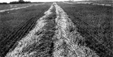 0 t/ha). FIGURE 5. Double Windrowing. Platform angles of less than 20 degrees are suitable for grain windrowing while steeper angles are used when windrowing hay.