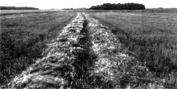 Herringbone windrows occurred in light crops, while fantailed windrows occurred in heavy tall stands or ripe crops.