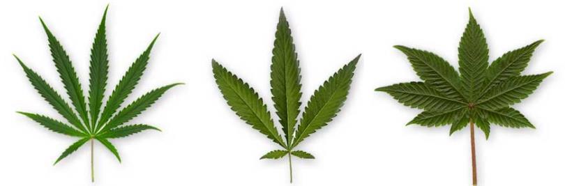 Cannabis Sativa (harilik kanep) on kanep, mida kasutatakse kõige rohkem tööstuses seega nimetatakse seda taime ka tööstuslikuks kanepiks.