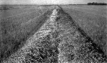 Windrow Formation: Windrow formation was very good. Windrows may be classifi ed into four general patterns (FIGURE 7), although many combination and variations exist.