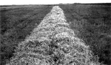The width of the windrow opening could be adjusted if the quantity of crop material varied.