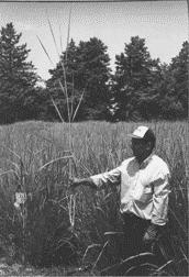 Sugar Cane, Switchgrass 10 years HRJ from