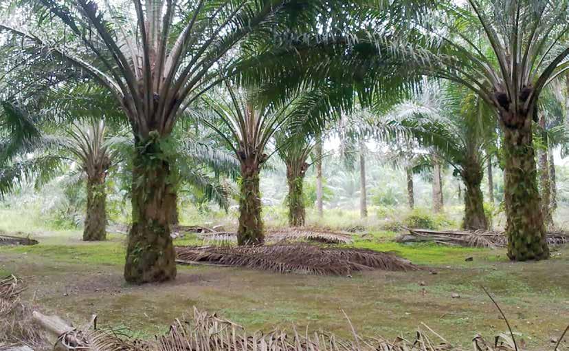koperasikoperasi yang terlibat dalam aktiviti perladangan kelapa sawit.