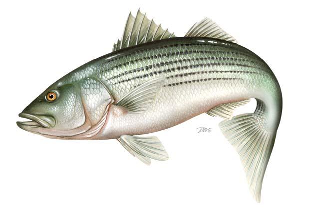 2009 Stock Assessment Report for Atlantic Striped Bass A report prepared by the Atlantic Striped Bass Technical Committee Accepted for management