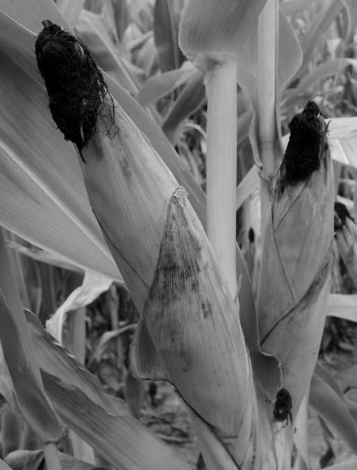 Arkansas 2010 Corn and Grain Sorghum