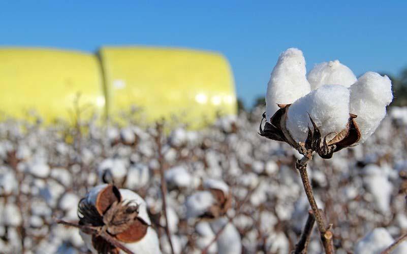 12 U.S. Cotton Marketing Year Ending Stocks 26 217 1 9. 1.5 Millions of lb. Bales 6 2 6. 2.95 2.6.5. 2.5.65.