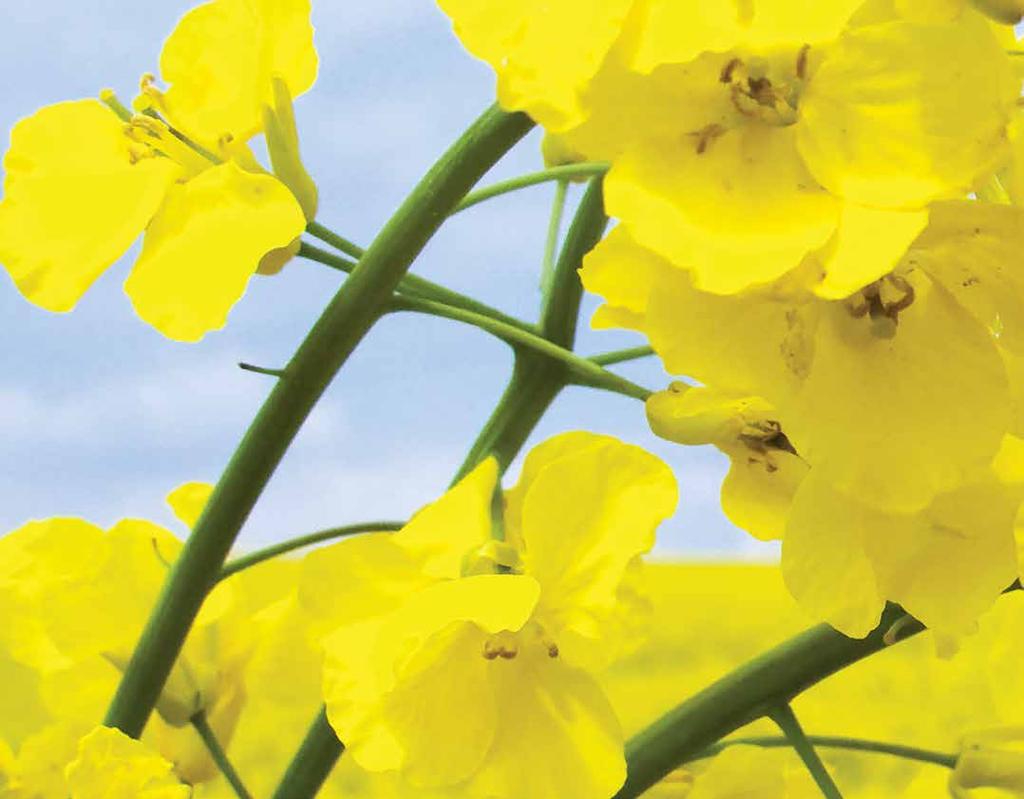 Taryn Dickson Resource Manager Canola Council of Canada Phone: 204-982-2111 Email: dicksont@canolacouncil.