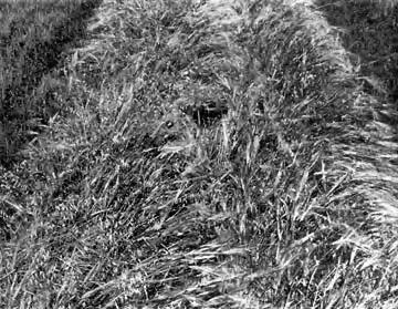 APPENDIX IV TYPICAL WINDROW FORMATION FIGURE 5. Wheat, Single windrow, Yield: 2.7 t/ha (40 bu/ac). FIGURE 8.