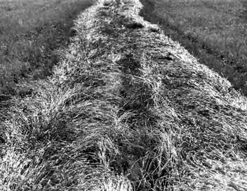 Alfalfa, Yield: 6.7 t/ha (3 ton/ac). FIGURE 7. Barley, Yield: 2.7 t/ha (50 bu/ac).