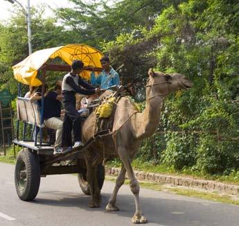 Today, most cars use gas engines. Elephants in India help carry people and goods still today.