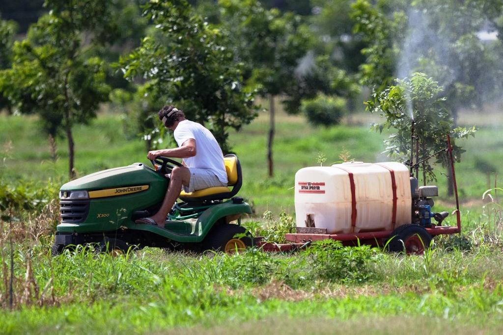 Small sprayer with lawn mower for young tree zinc + nitrogen sprays every week.