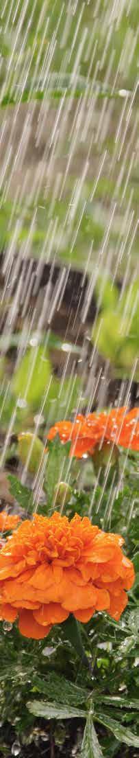 RAIN SENSOR Applicatio: Residetial The Rai/Freeze ad Rai Sesors will tur your irrigatio cotroller ito a expert water maager by efficietly suspedig waterig durig rai ad/ or freeze periods.