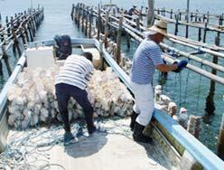 A shipment is being prepared (to be sent off on a tide). Fishers recover surviving female oysters. Artificial insemination is carried out at the Marine Farm.