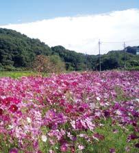 It is also planting rice and vegetables, as well as flowers that add to the scenery, on land