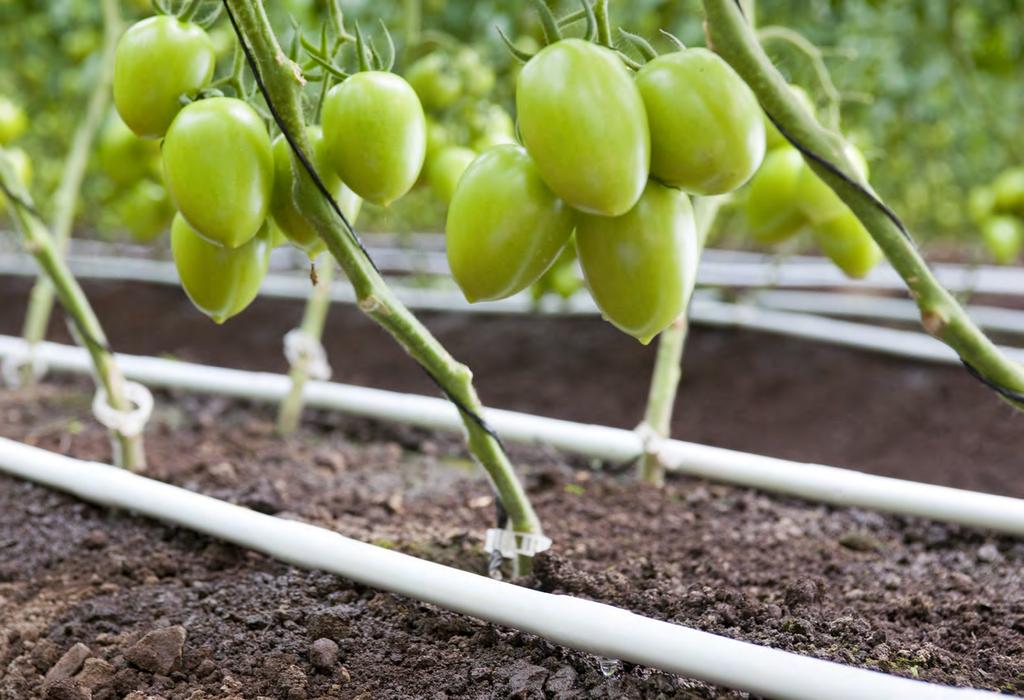 Rivulis White Drip Line Solutions Why consider using white drip line in your greenhouse? White drip line or tube dramatically reduces the water temperature being delivered to the plants.