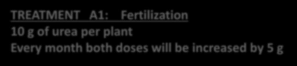flows TREATMENT A1: Fertilization 10 g of urea per