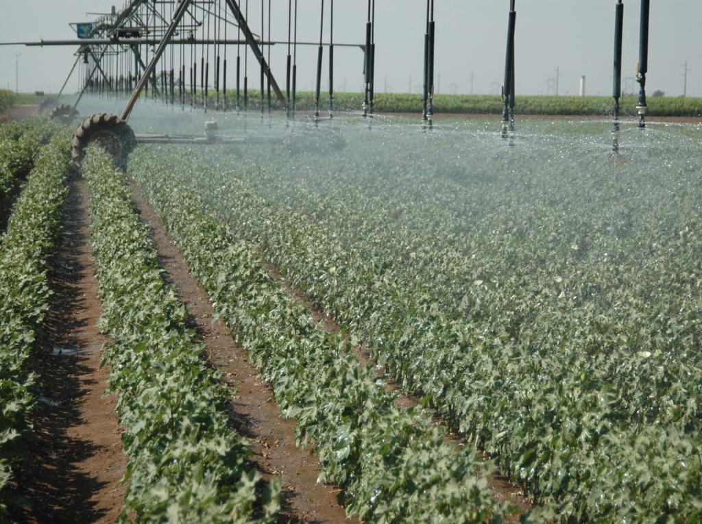 HYPOTHESES Cotton irrigation can be adapted to use the predicted