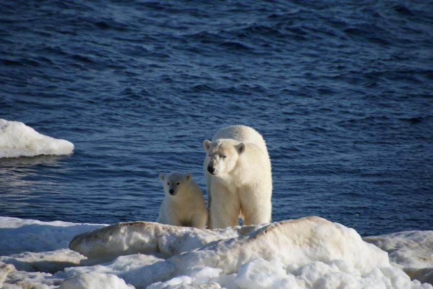 Captions: A polar bear mother and her cub